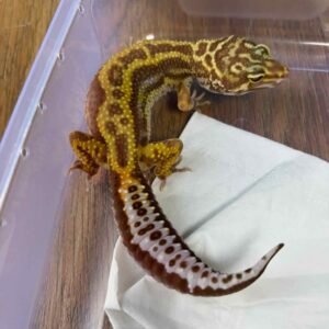 Tremper Bold Stripe - Betina - B251976 - TEMBUS
