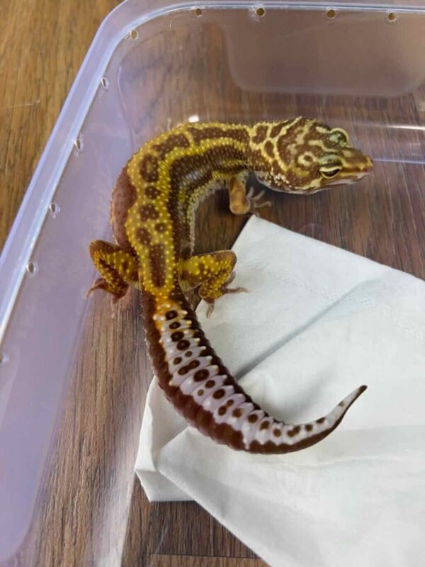 Tremper Bold Stripe - Betina - B251976 - TEMBUS