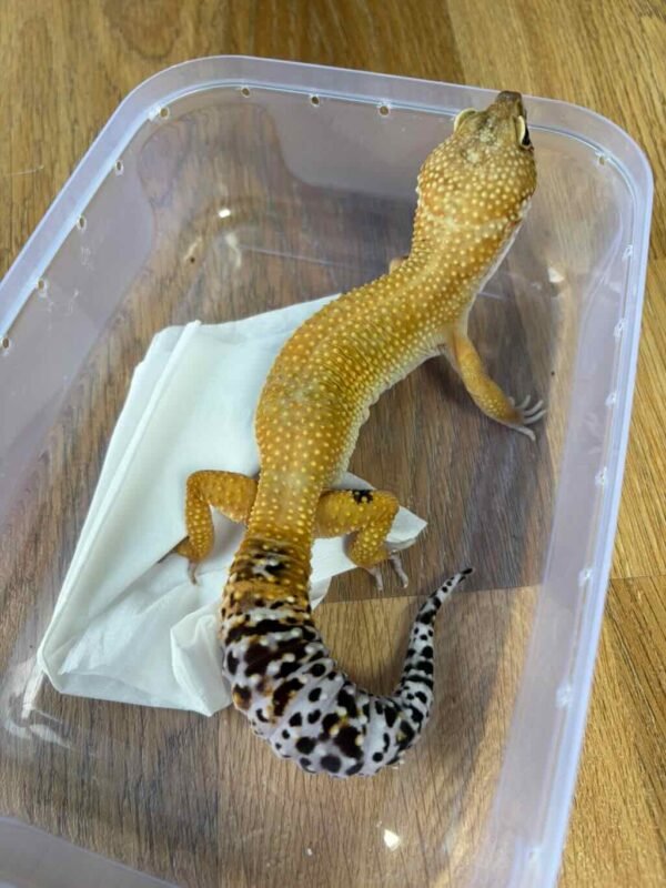 SHTCTB ph Tremper - Jantan - B261374 - PARADOX SPOT