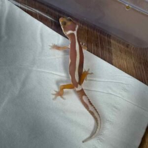 IMG_6190 Mack Snow Tremper Bold Stripe - incub Jantan - R260287