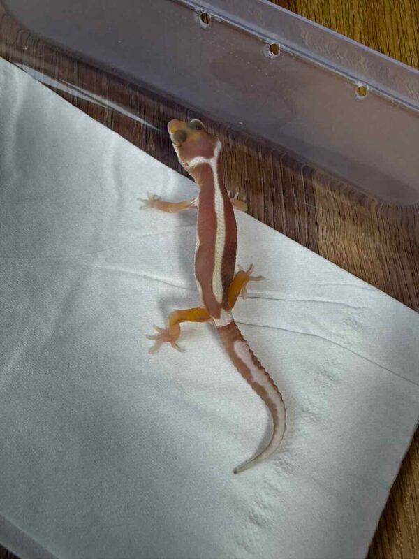 Mack Snow Tremper Bold Stripe - incub Jantan - R260287