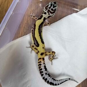 IMG_6195 Bold Stripe het Tremper - Betina - B261367