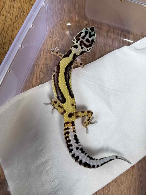 Bold Stripe het Tremper - Betina - B261367