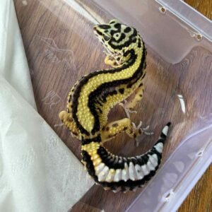 IMG_6197 Bold Stripe ph Tremper - Betina - B261296 - TEBAL