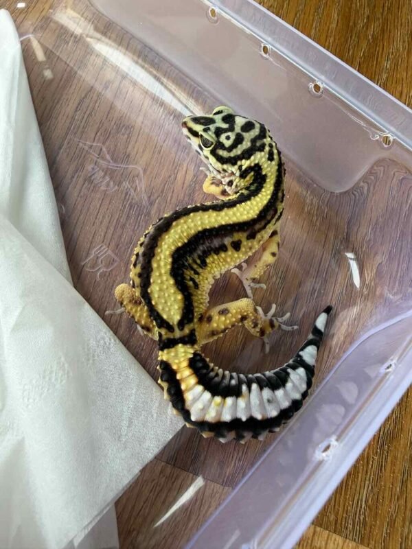 Bold Stripe ph Tremper - Betina - B261296 - TEBAL