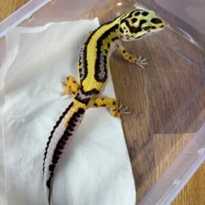 IMG_6201 Bold Stripe ph Tremper - Betina - B261274
