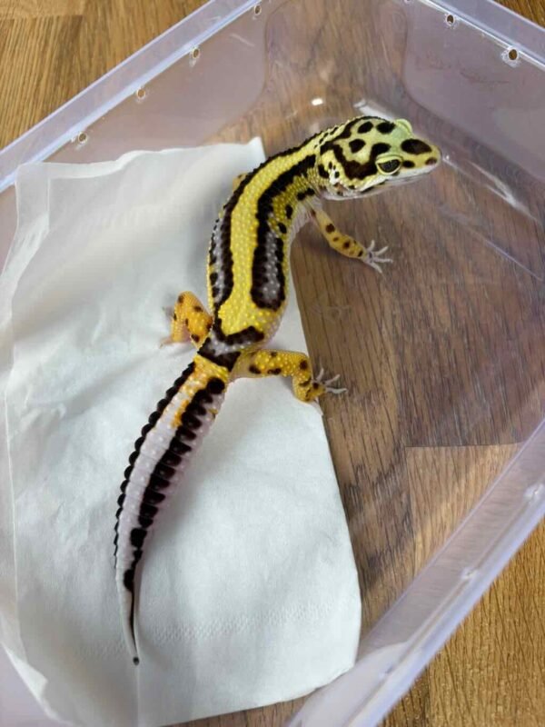 Bold Stripe ph Tremper - Betina - B261274