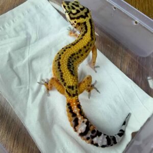 IMG_6205 Tangerine Bold Stripe CT het Tremper - Betina - B261297