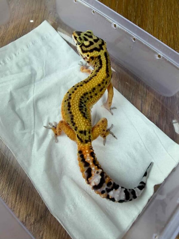 Tangerine Bold Stripe CT het Tremper - Betina - B261297