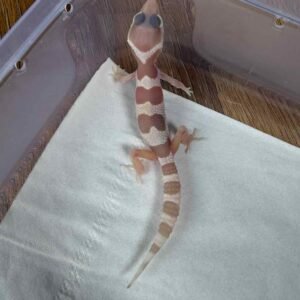 IMG_6209 Mack Snow Tremper Albino het RAPTOR - incub Betina - R260296