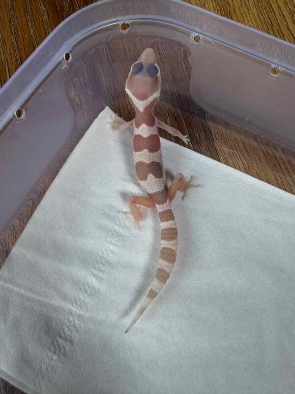 Mack Snow Tremper Albino het RAPTOR - incub Betina - R260296