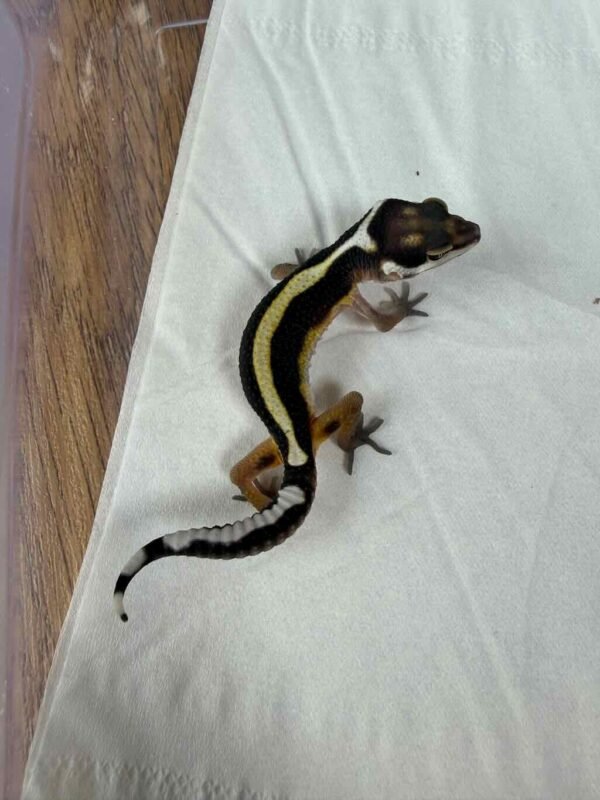 Bold Stripe het Tremper - incub Jantan - R260280