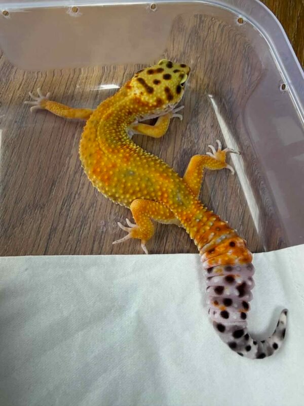 Emerine ph Tremper - Betina - B260910
