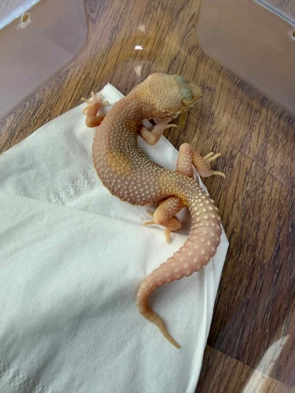 Black Night Bell Albino - Betina - B261372 - JARANG ADA - MINUS