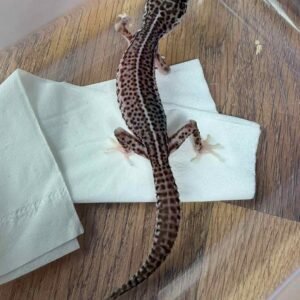 IMG_6222 Super Snow ph Tremper - Betina - B261371