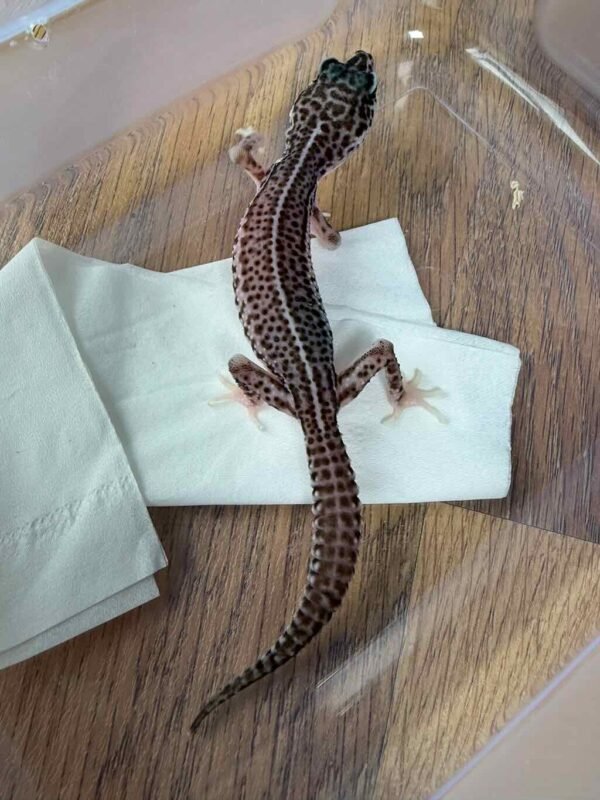 Super Snow ph Tremper - Betina - B261371