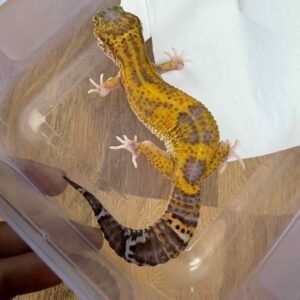 IMG_6225 Black Night RAPTOR - Betina - B261280 - RARE