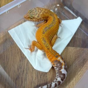 IMG_6227 APTOR het RAPTOR - Betina - B251640