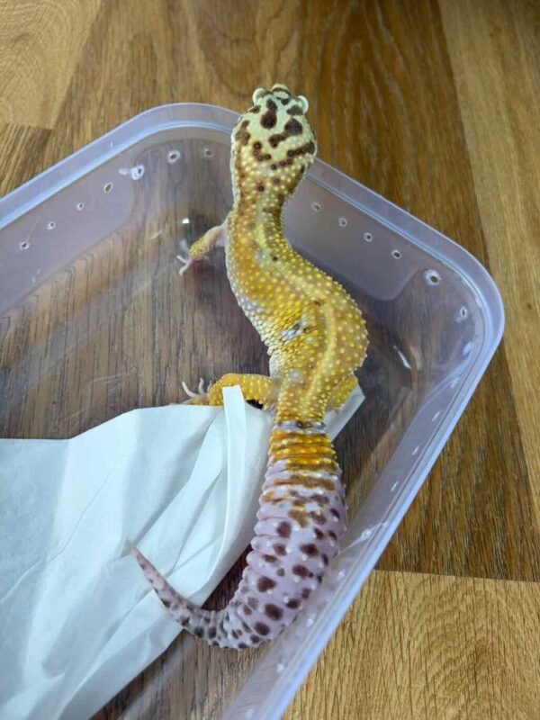 Emerine ph Tremper - Betina - B261377 - GENDUT LUCU