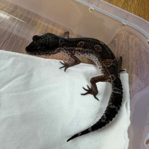 IMG_6237 Black Night het Tremper ph MP - Betina - B261370