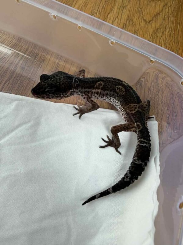 Black Night het Tremper ph MP - Betina - B261370
