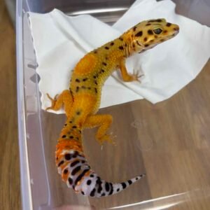 IMG_6242 Emerine het Tremper - Betina - B261282 - CONTEST QUALITY