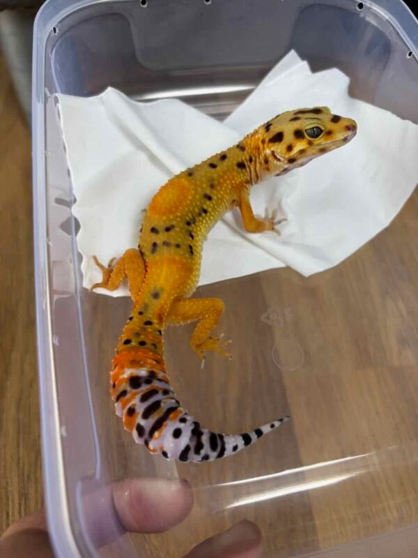 Emerine het Tremper - Betina - B261282 - CONTEST QUALITY