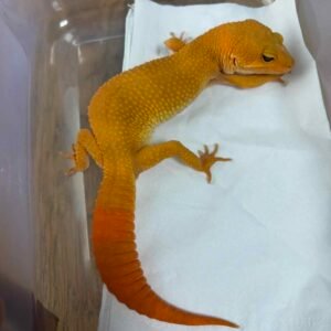 SHTCTB Tomato ph Tremper - Betina - B260703 - NICE COLOR