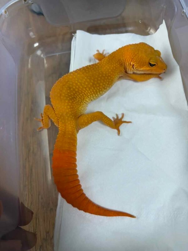 SHTCTB Tomato ph Tremper - Betina - B260703 - NICE COLOR