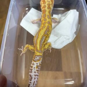White & Yellow Mack Snow Tremper Stripe - Jantan - B251301
