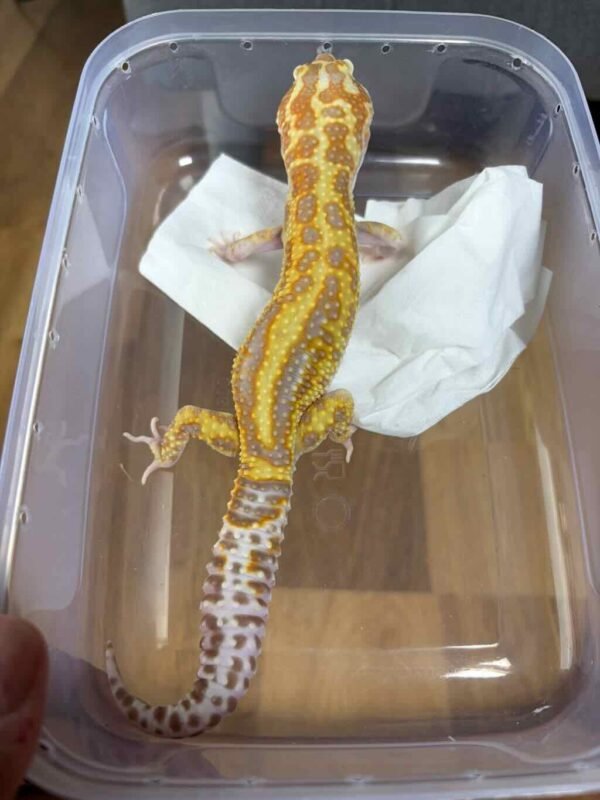 White & Yellow Mack Snow Tremper Stripe - Jantan - B251301