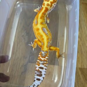 White & Yellow Giant Tremper Red Stripe - Betina - R250471 - SUPER RARE
