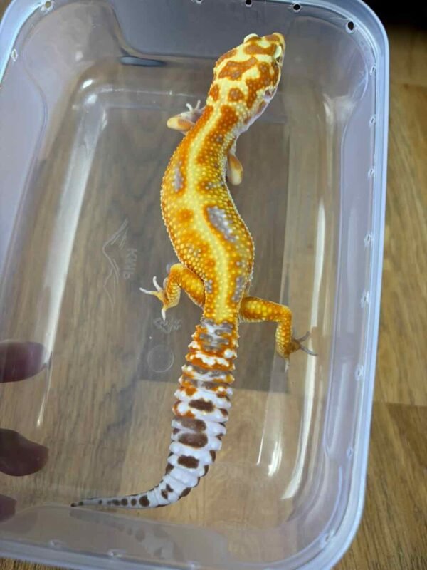 White & Yellow Giant Tremper Red Stripe - Betina - R250471 - SUPER RARE