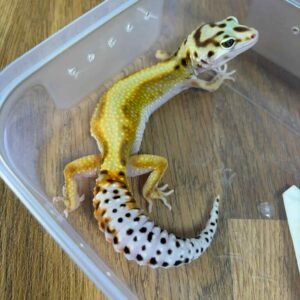 IMG_6260 White & Yellow Stripe het Tremper ph RAPTOR - Betina - B260702 - RARE