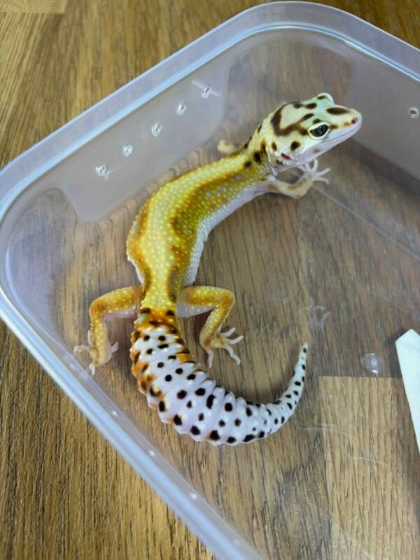 White & Yellow Stripe het Tremper ph RAPTOR - Betina - B260702 - RARE