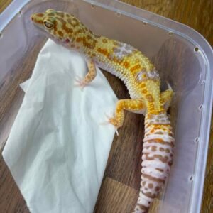 White & Yellow Tremper ph RAPTOR - Betina - B251661 - NICE COLOR