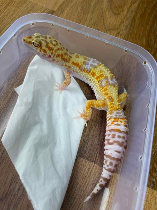 White & Yellow Tremper ph RAPTOR - Betina - B251661 - NICE COLOR