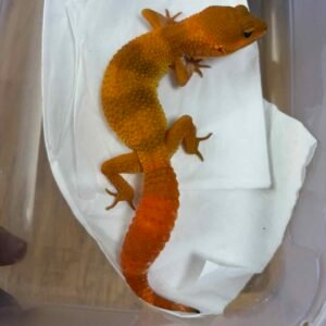 SHTCTB Tomato het Tremper - Betina - B261266 - NICE COLOR