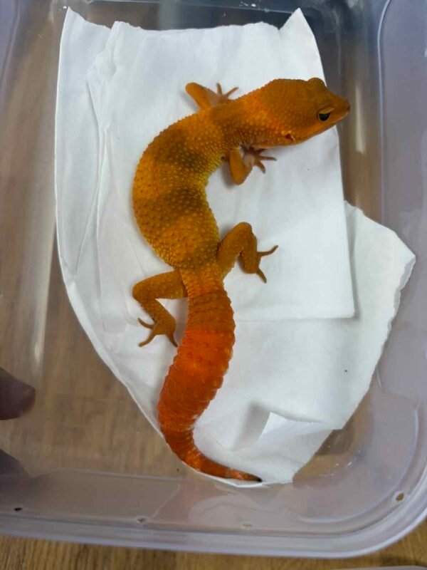 SHTCTB Tomato het Tremper - Betina - B261266 - NICE COLOR
