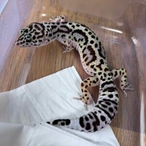 IMG_6287 TUG Snow Bold Jungle het Tremper - Betina - B260177