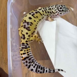IMG_6291 TUG Snow ph Tremper - Betina - B250766 - BIG BODY