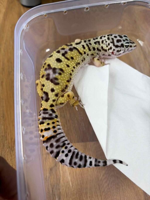 TUG Snow ph Tremper - Betina - B250766 - BIG BODY