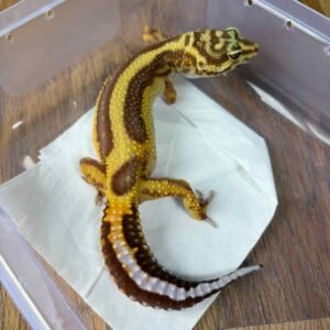 Tremper Bold Stripe - Betina - B260167
