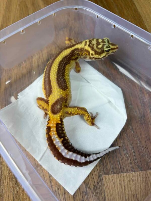 Tremper Bold Stripe - Betina - B260167