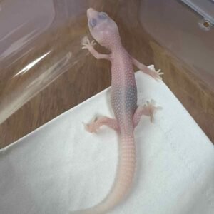 IMG_6317 Universe Albino poss Super Ember - Betina - R260120 - SUPER RARE