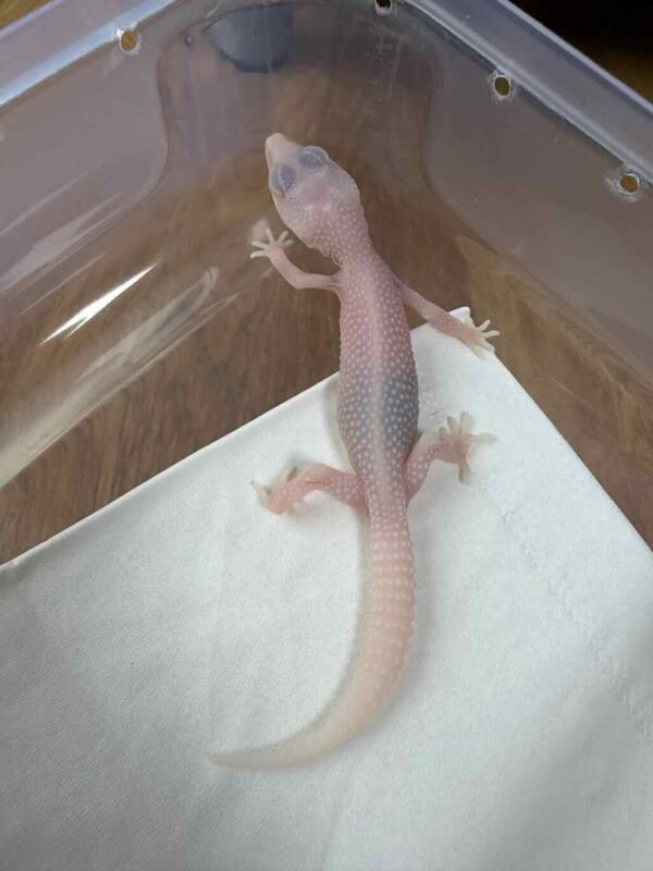 Universe Albino poss Super Ember - Betina - R260120 - SUPER RARE