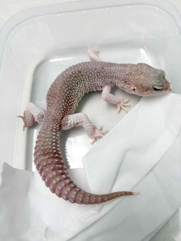 L031 Super Snow Blizzard Eclipse jantan