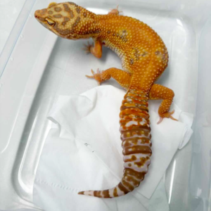 L088 Gecko Giant Tremper Lavender Jungle