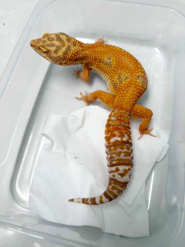 L088 Gecko Giant Tremper Lavender Jungle