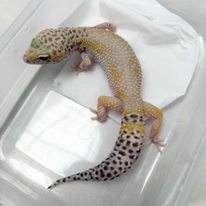 L161 White & Yellow Hypo TUG Snow female
